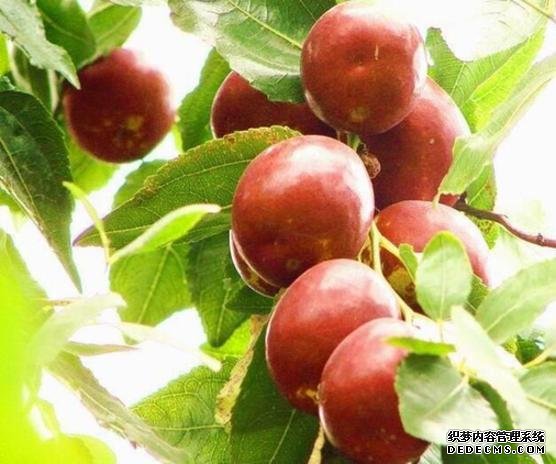 河北品牌叫響云南 “冀”特產(chǎn)這么多總有一款來(lái)自你的老家