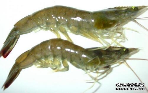 河北品牌叫響云南 “冀”特產(chǎn)這么多總有一款來(lái)自你的老家
