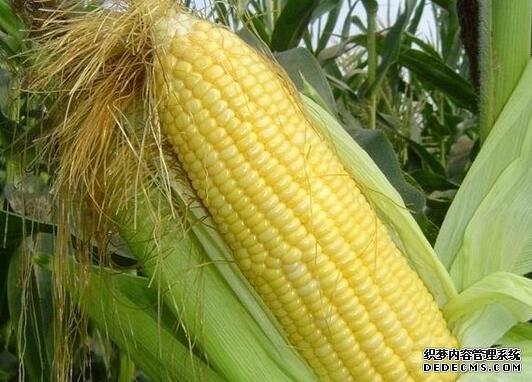 河北品牌叫響云南 “冀”特產(chǎn)這么多總有一款來(lái)自你的老家