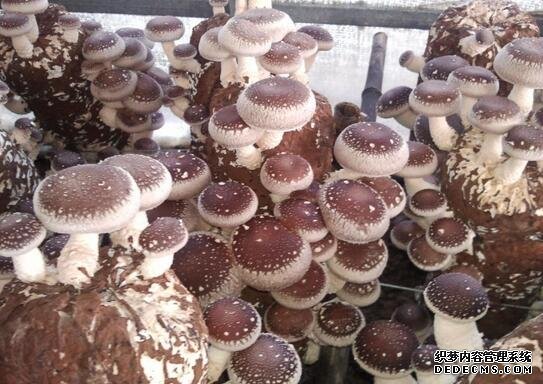 河北品牌叫響云南 “冀”特產(chǎn)這么多總有一款來(lái)自你的老家